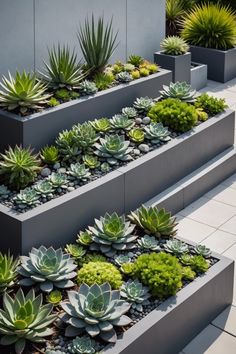 several planters with succulents and other plants in them