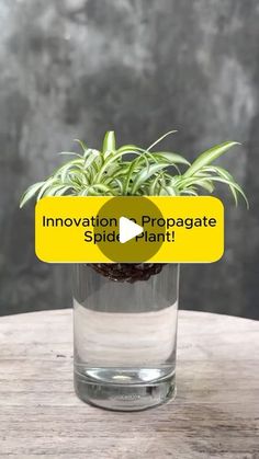 a plant in a glass vase with an information sticker on the label that says innovation propagate