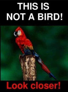 a red parrot sitting on top of a wooden post next to a sign that says, this is not a bird