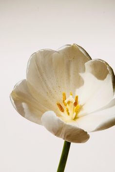 a single white flower with yellow stamens