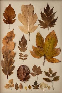 several different types of leaves arranged on a white surface with black border around the edges