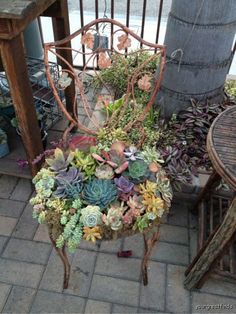 an old chair is covered with succulents and other plants on the patio