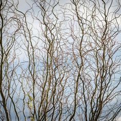 bare tree branches against a blue sky with clouds