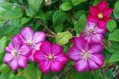 pink flowers with green leaves in the background