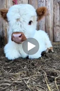 a baby cow is laying down in the hay