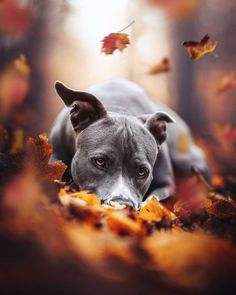 a dog is laying down in the leaves