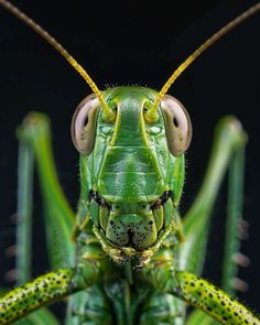 a close up view of the head and antennae of a green praying mantissa