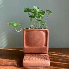 a potted plant sitting on top of a wooden table