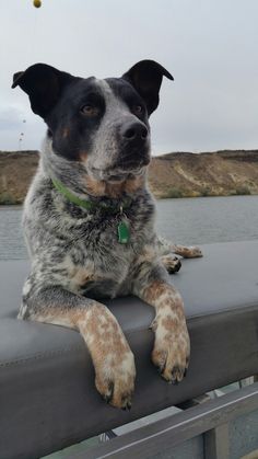 a dog is sitting on the back of a boat looking at something in the distance