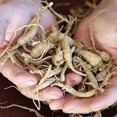 two hands holding up some very small plants