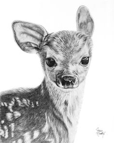 a black and white drawing of a baby deer with big ears looking at the camera