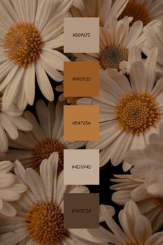 some white and brown flowers with different shades