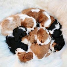 six puppies are curled up in a circle on a fluffy white blanket with their heads together