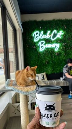 Black Cat Beanery | photo via still__deena Korea Vacation, Pet Rooms, Lounge Aesthetic, Cafe Owner