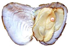 an open oyster shell with a pearl in it's center on a white background