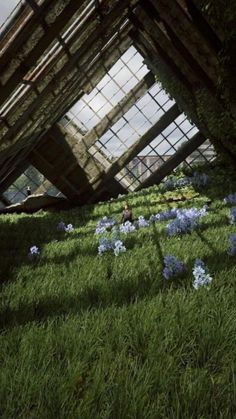 the interior of an old greenhouse with blue flowers growing in the grass and sunlight coming through the windows