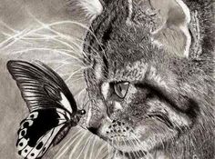 a pencil drawing of a cat and a butterfly on a gray background with the caption's name written below it