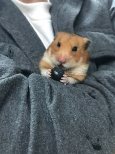 a hamster is sitting on someone's lap