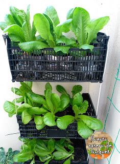 three tiered planter filled with green plants