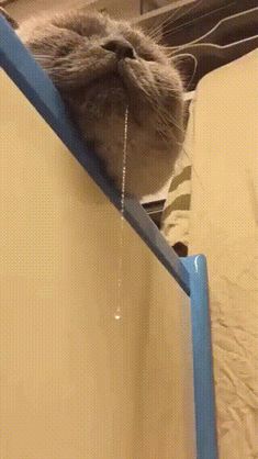 a gray cat laying on top of a bed