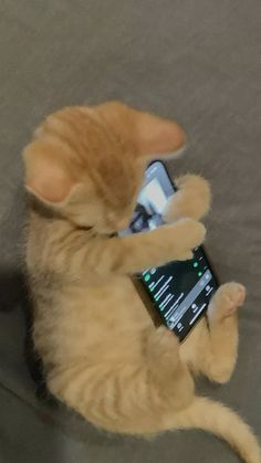 an orange tabby cat playing with a cell phone on its back paws and paw