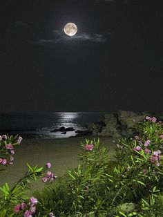 the full moon shines brightly in the night sky over the ocean and beach with wildflowers