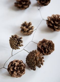 some pine cones are hanging from a twig on a white surface with string attached to them