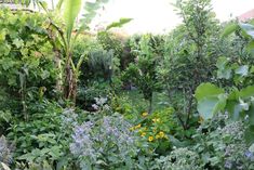 an outdoor garden with lots of plants and flowers in the foreground, surrounded by greenery