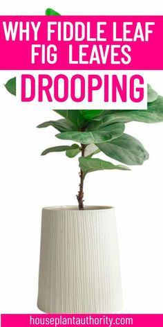 Feeling frustrated by your drooping fiddle leaf fig leaves? This indoor fiddle leaf fig guide explains the possible reasons and shares effective Fiddle leaf fig care tips to help you out. Designed for indoor plants for beginners and experienced plant lovers alike, this article will provide the knowledge needed to care for your indoor houseplants. Get ready to rejuvenate your fiddle leaf fig and keep it thriving!