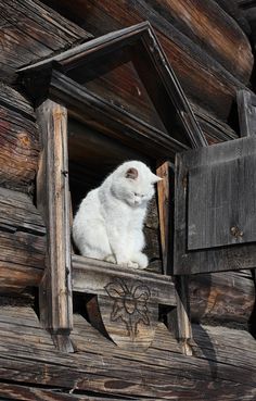 a white cat sitting on top of a window sill next to a wooden building