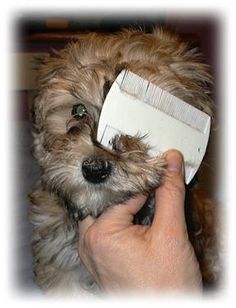 a dog is being groomed with a comb