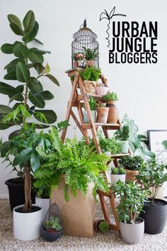 there are many potted plants on the floor next to each other in front of a sign that says urban jungle bloggers