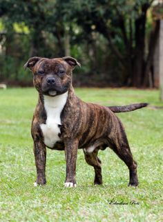 a brown and white dog standing on top of a lush green field