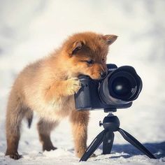 a small brown dog standing on top of a camera