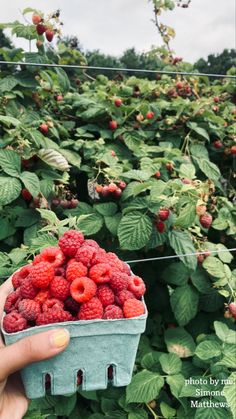 a person holding a basket full of raspberries