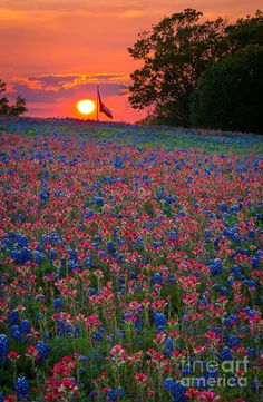 the sun is setting over a field full of blue and pink flowers with trees in the background