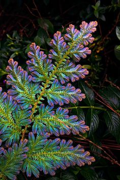 a green and blue plant with leaves in the foreground, on a dark background