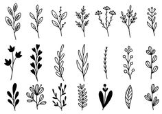 different types of flowers and plants drawn in ink on white paper, with black lines