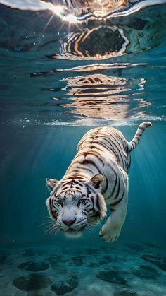 a white tiger swimming in the ocean with sunlight shining on it's back end