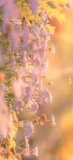 purple flowers are in the foreground, with yellow and pink blurry behind them