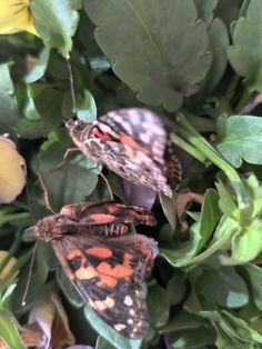 two moths sitting on top of green leaves and purple flowers with yellow flowers in the background