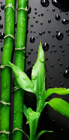 green bamboo stalks with water drops on them and one plant in the foreground, against a black background