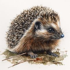 an illustration of a hedgehog sitting on the ground