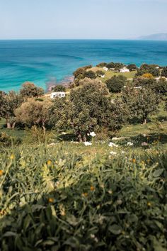 an ocean view with lots of trees in the foreground