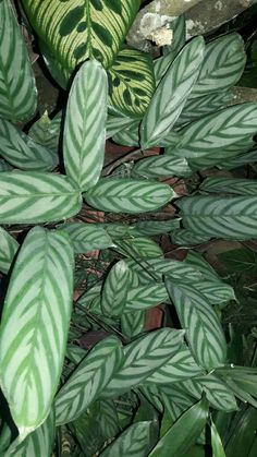 some green and white leaves are growing on the ground