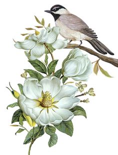 a bird sitting on top of a white flower