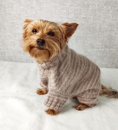 a small brown dog wearing a sweater on top of a bed