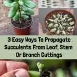 Propogate Succulents, Replanting Succulents, Propagate Succulents From Leaves, Propagate Succulents, Kaktus Dan Sukulen, Baby Succulents, Succulent Cuttings, Propagating Succulents