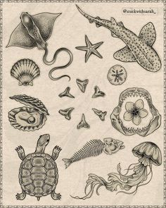 an image of sea animals and seashells drawn in pencil on paper by hand