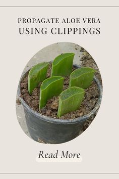 Aloe vera clippings planted in a pot for propagation.